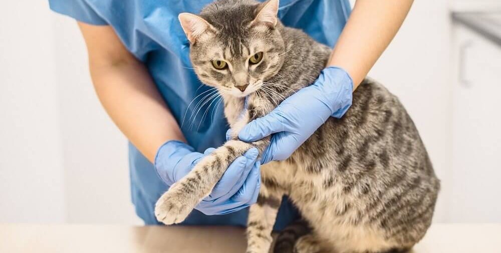 Um veterinário de uniforme azul e luvas azuis segura a perna esquerda de um gato estendida para examiná-lo