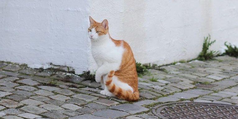 Um gato branco e laranja em uma rua de paralelepípedos segurando a pata esquerda