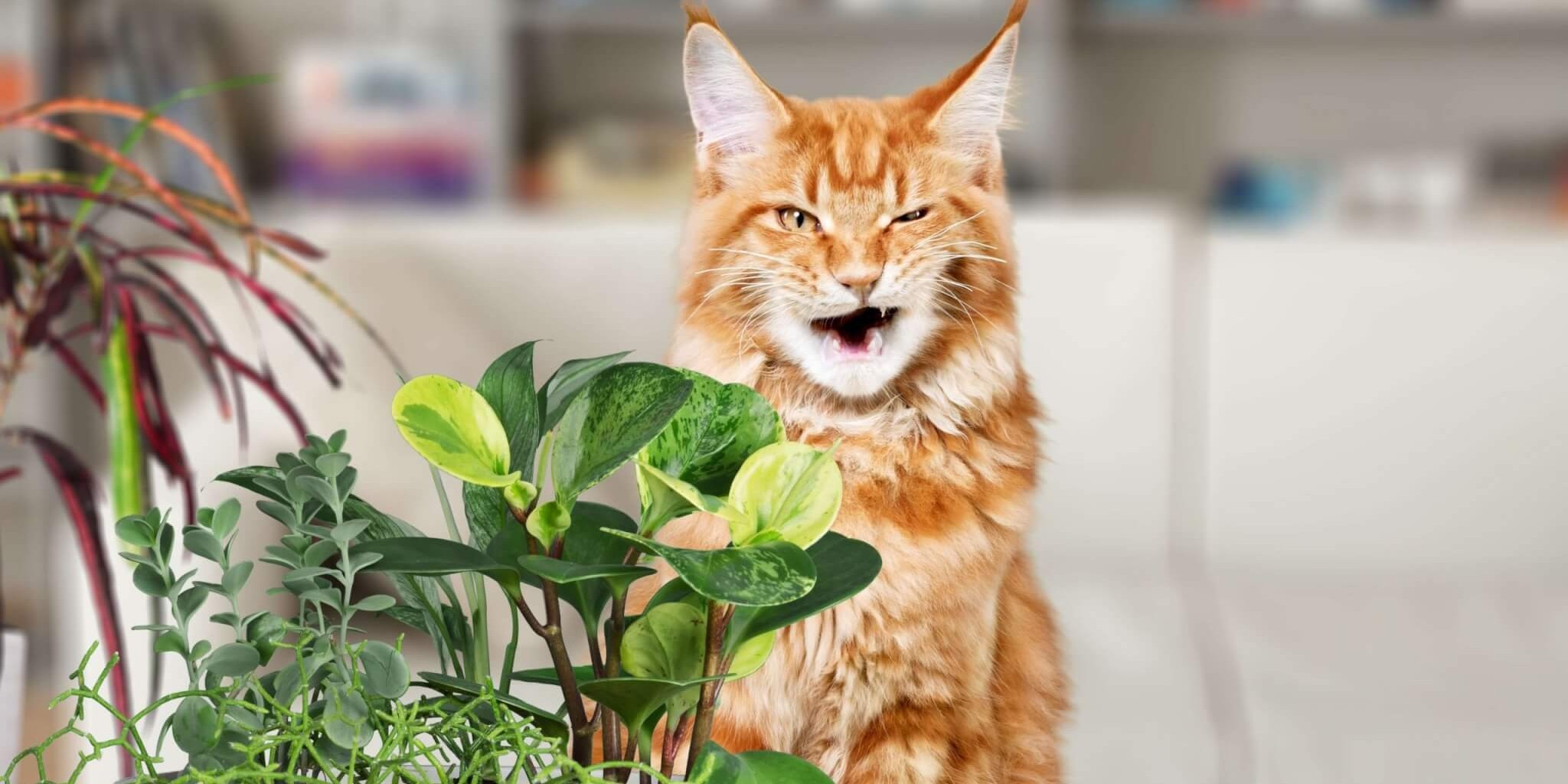 Gato laranja parecendo descontente com sua dieta baseada em vegetais.