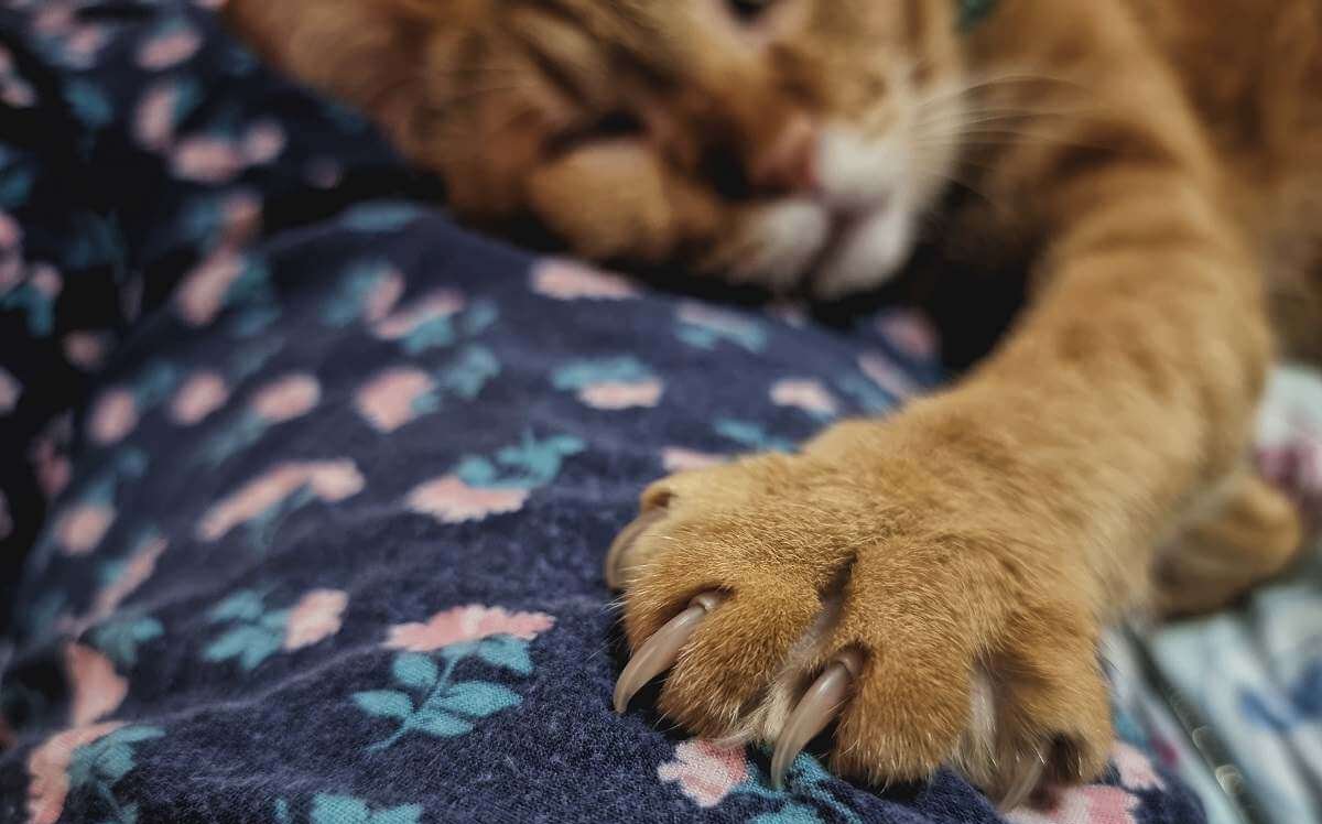 Um gato laranja dormindo em um cobertor com o pé esquerdo estendido e vista de perto da pata.