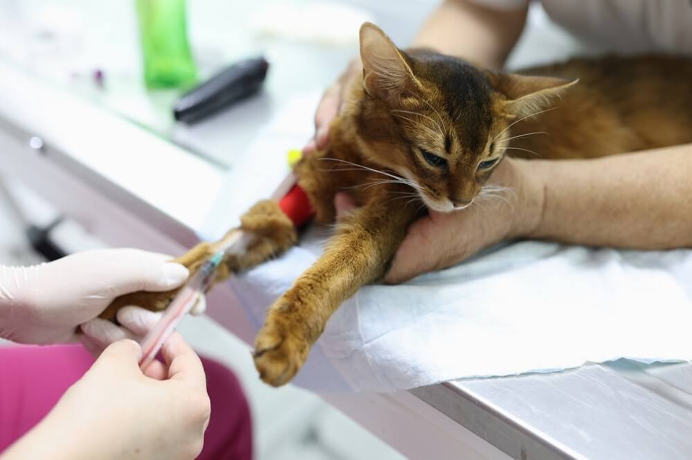 Um gato tendo uma amostra de sangue retirada da pata dianteira