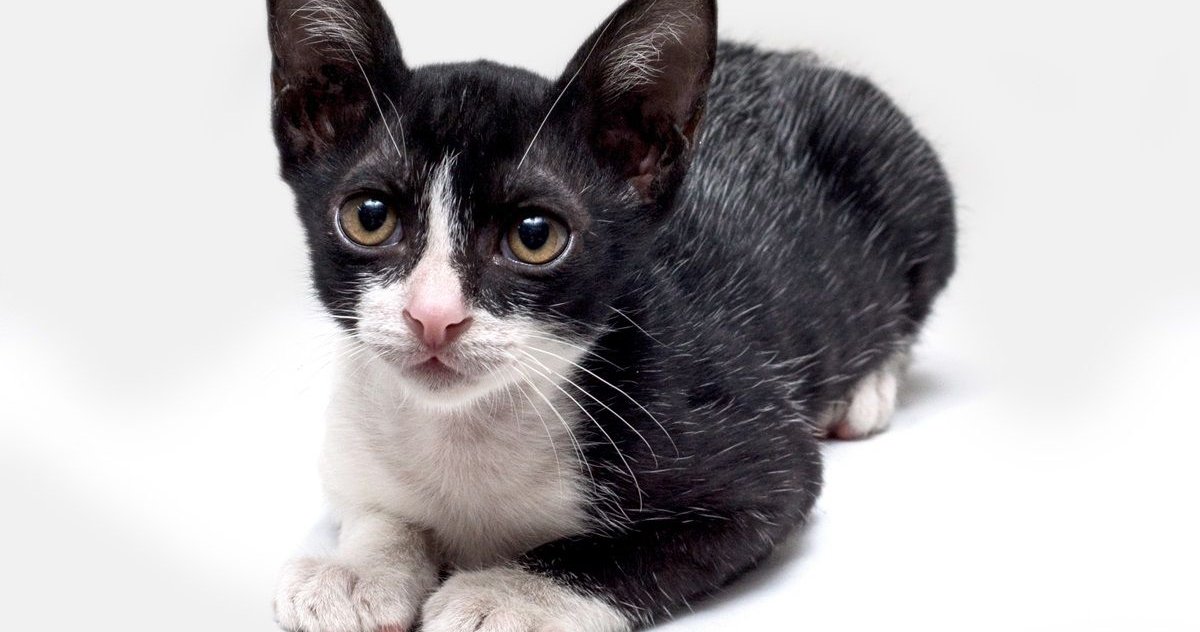 Gatinho preto e branco com manchas cinzentas em gato com pelagem febril