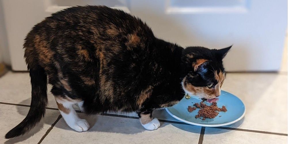 Gato sênior comendo comida molhada em um prato raso.