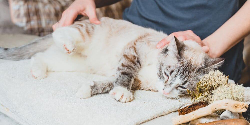 Massagem na pata traseira do gato