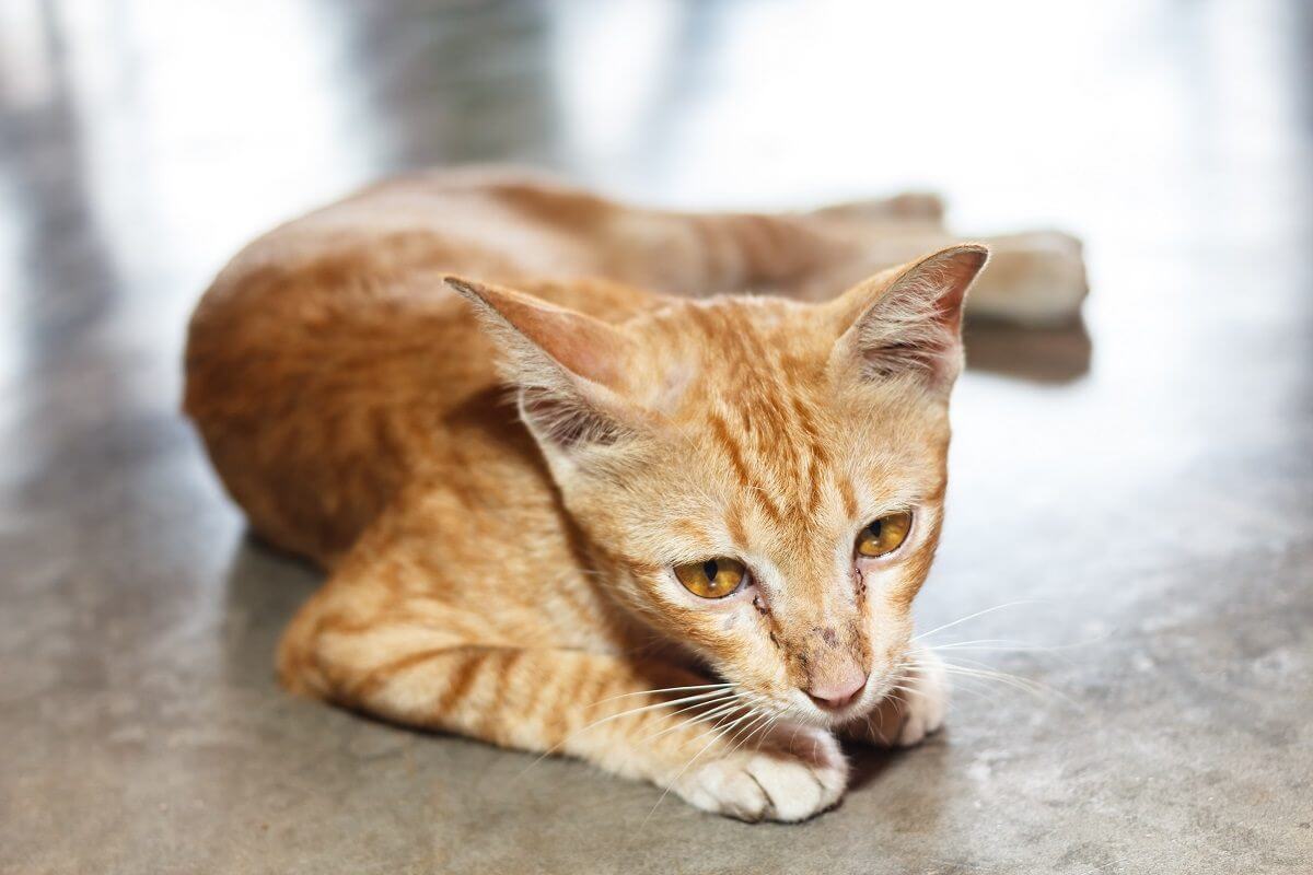 gato ruivo magro, deitado de lado