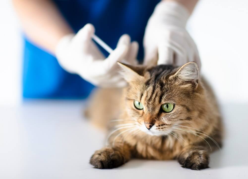 gato está deitado calmamente na mesa enquanto o veterinário aplica uma injeção