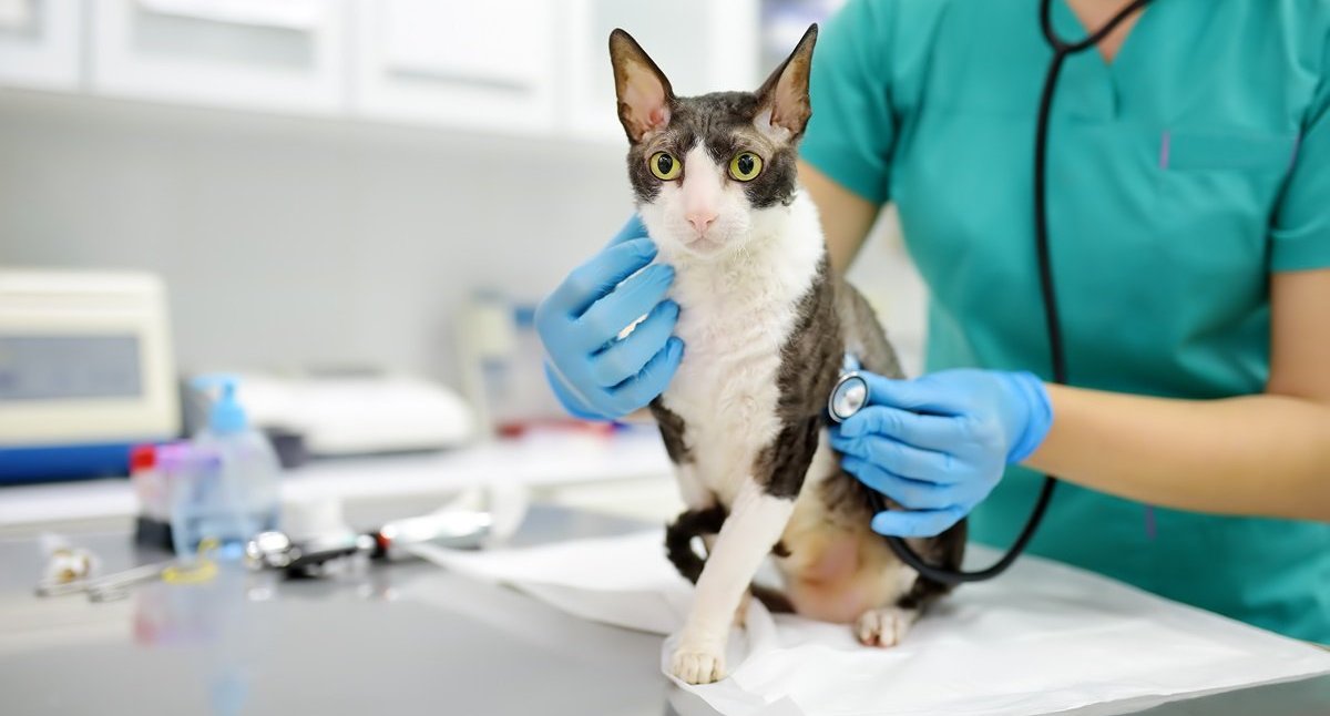 Um veterinário pressiona um estetoscópio na região do peito de um gato.