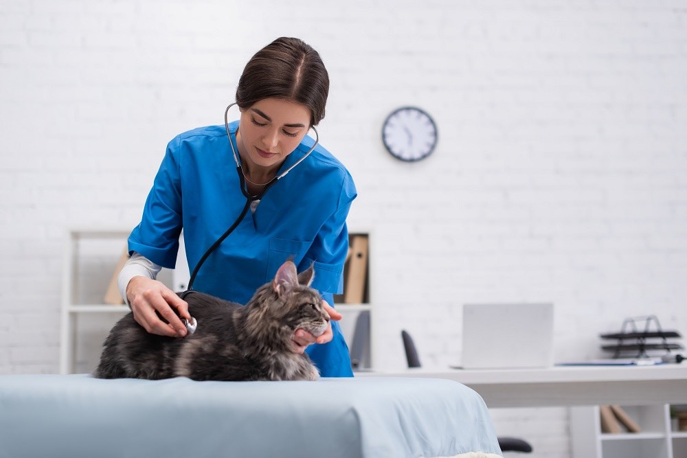 veterinário examina um gato usando um estetoscópio