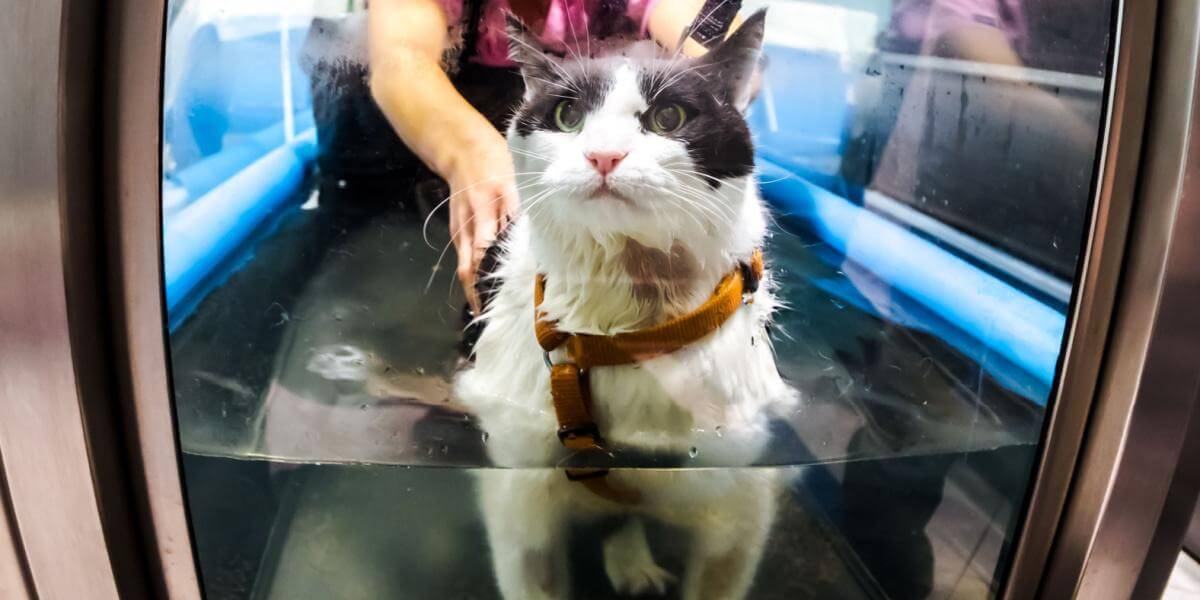 Terapia de reabilitação veterinária para um gato na água