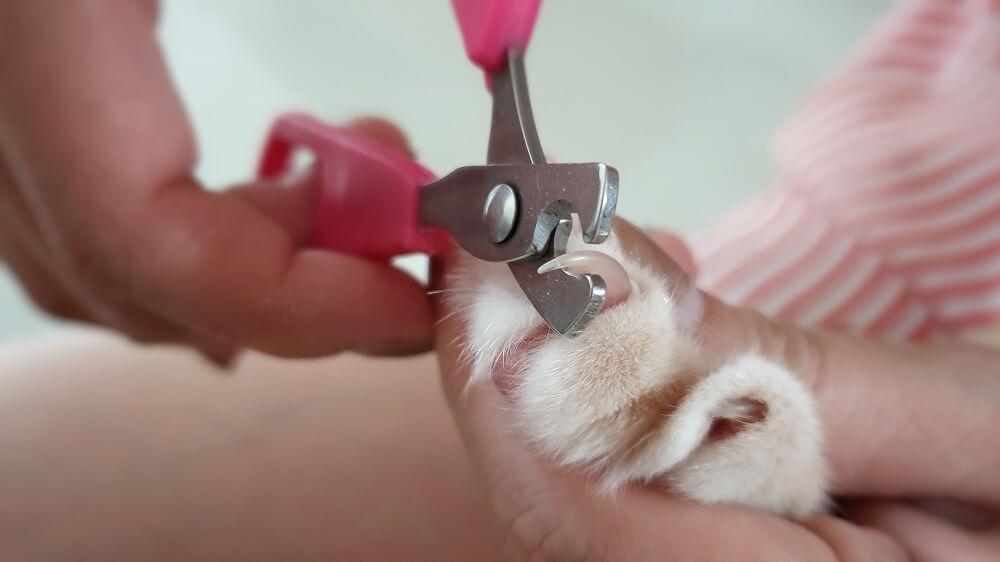 close da pata de um gato com os dedos abertos e uma das unhas afiadas sendo cortada com um cortador de unhas