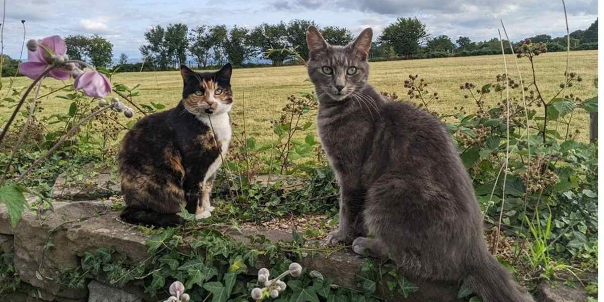 Dois gatos idosos no campo