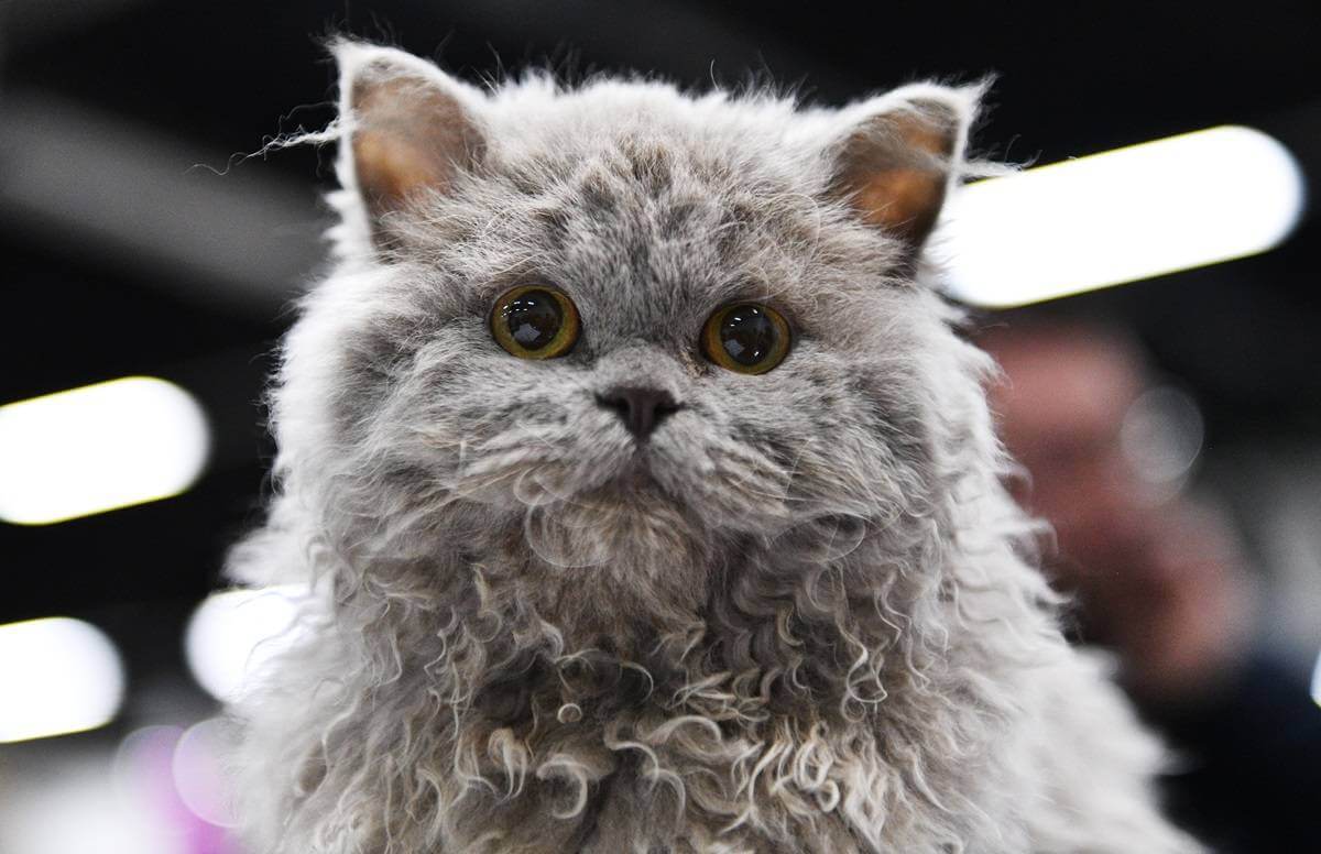 Um gatinho Selkirk Rex