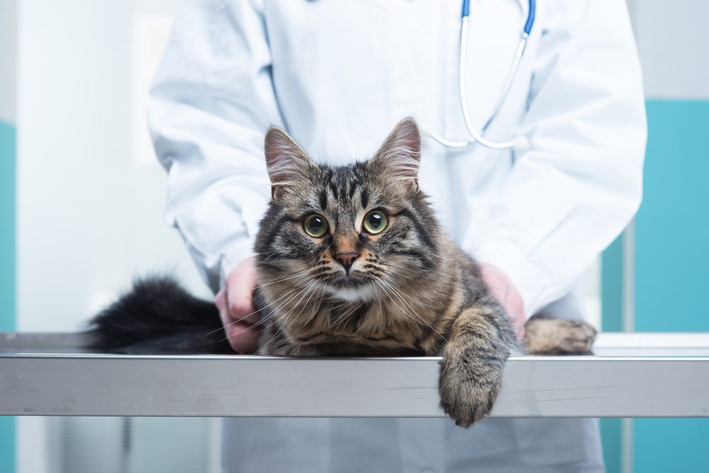 Um gato malhado em primeiro plano em uma mesa de exame sendo gentilmente segurado por um veterinário com jaleco branco e estetoscópio.