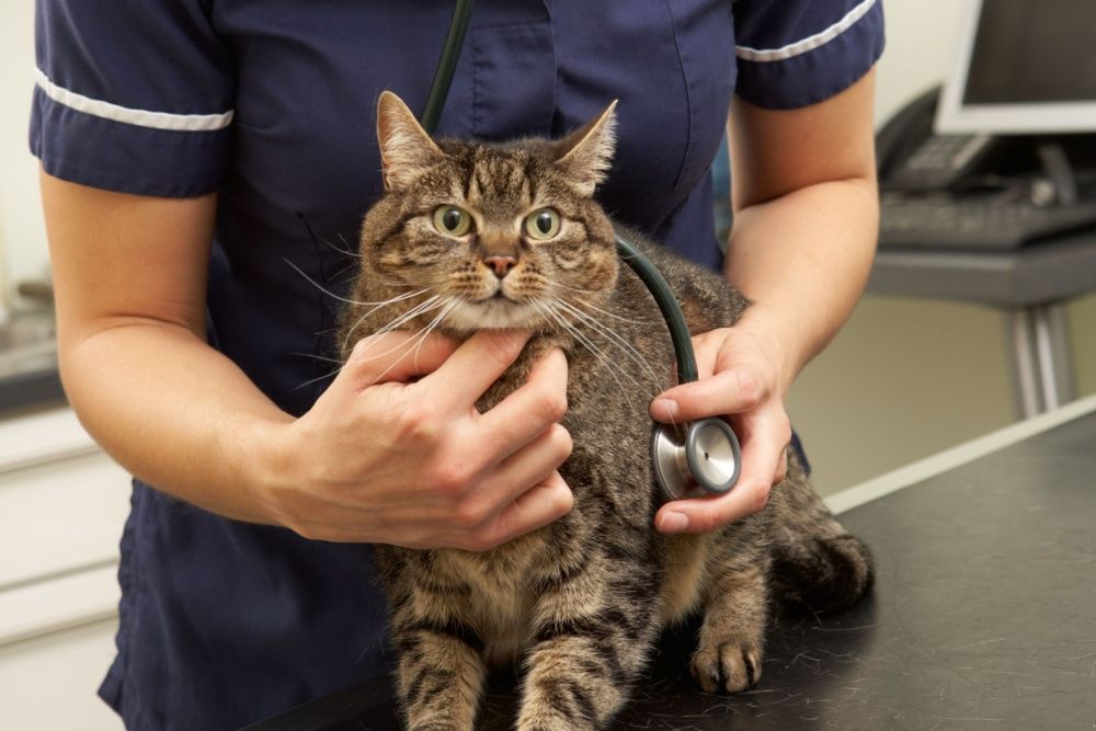 Um veterinário fica atrás de um gato e coloca um estetoscópio no peito dele.