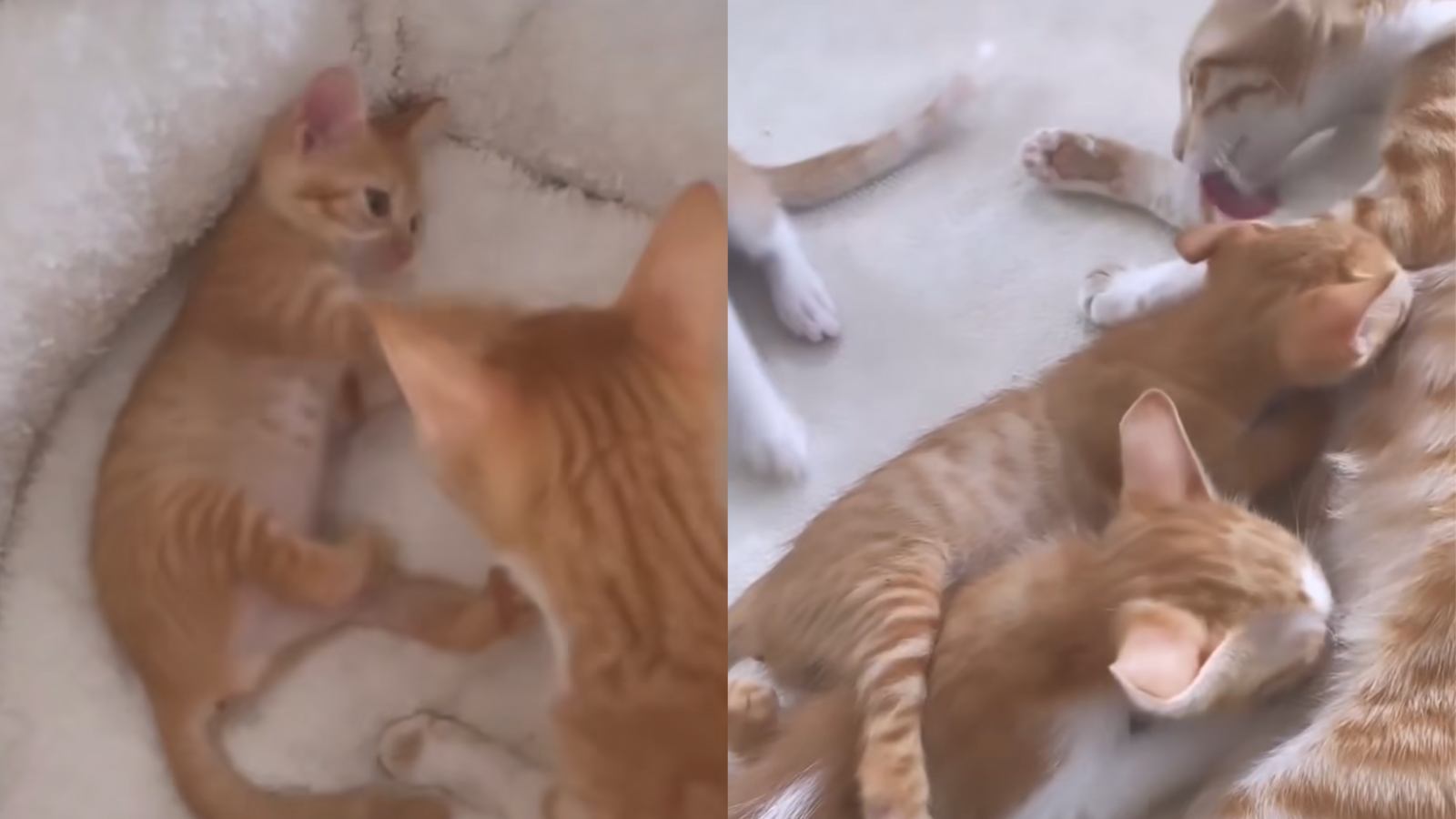 E o prêmio de Mãe Gato do Ano vai para…Coral! /Facebook: @5_Star_Strays