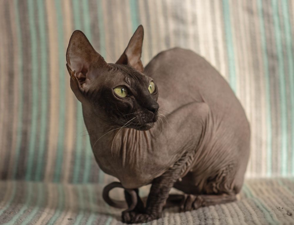 Lindo e fofo gato Donskoy Sphynx