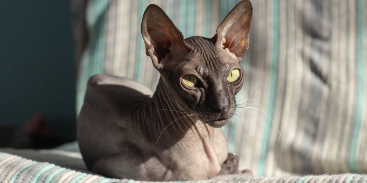 Lindo gato sem pêlo Donskoy Sphynx