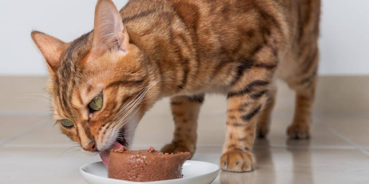 Gato de Bengala comendo comida molhada em um prato branco.