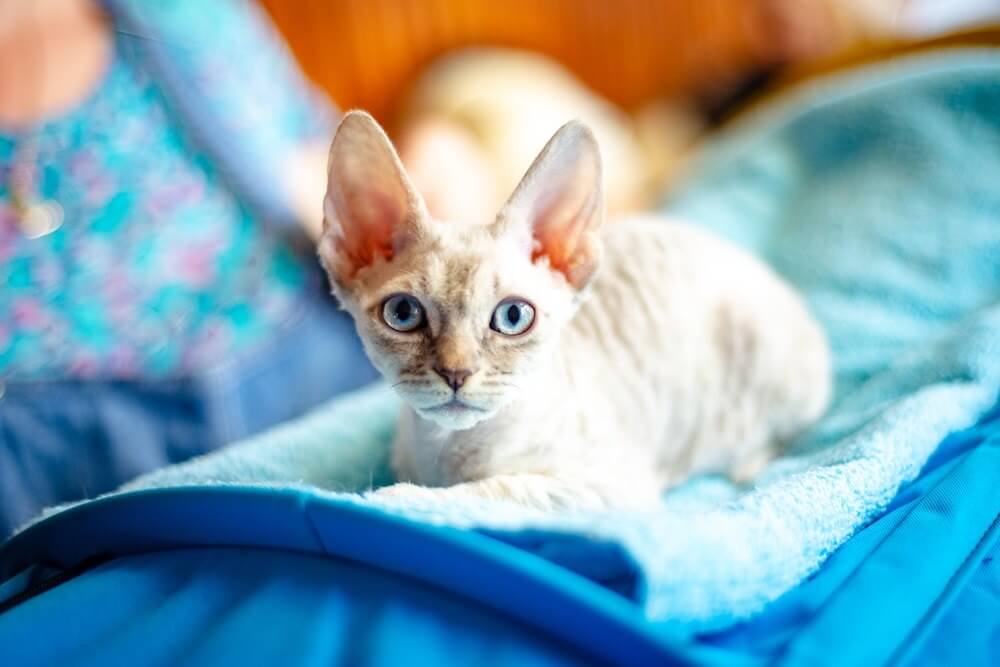 Raça de gato de olhos azuis alemão Rex