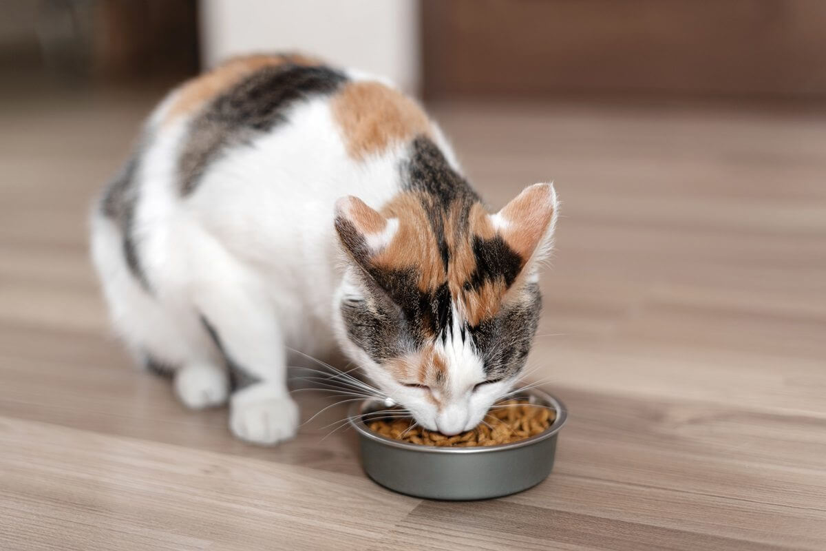 Gato chita comendo ração de uma tigela