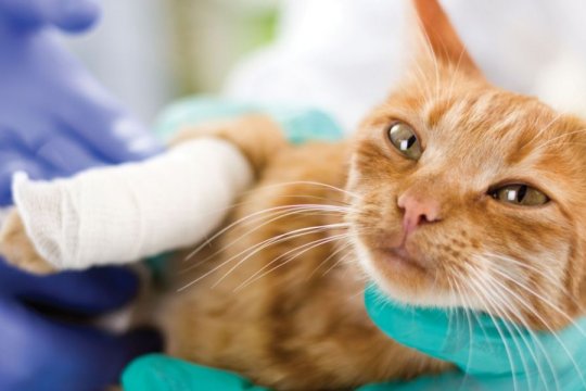 6 Dicas para maximizar os benefícios do seguro para animais de estimação