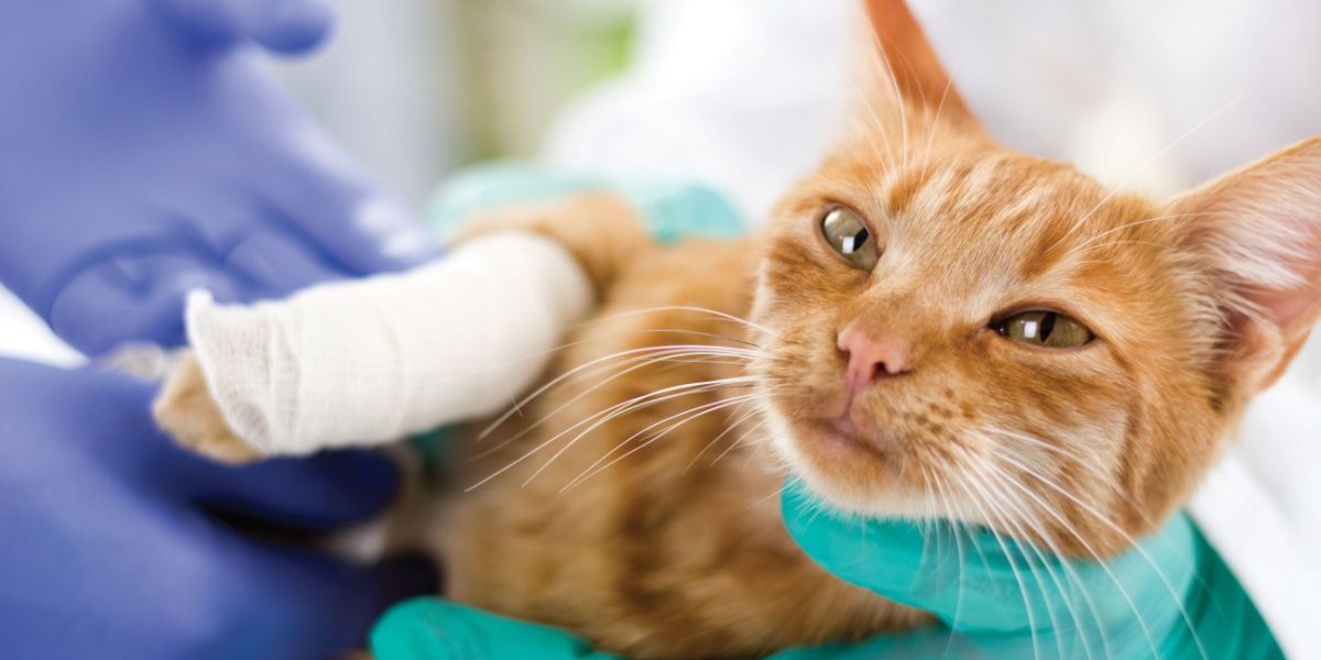 Gato deitado sobre o lado esquerdo com a metade inferior da pata dianteira direita envolta em gaze branca