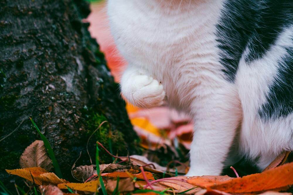 Gato sentado no parque com uma perna dianteira levantada.