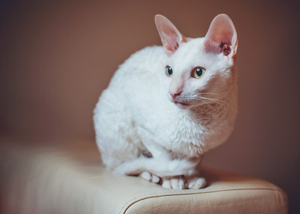 Curioso gato Cornish Rex sentado no sofá