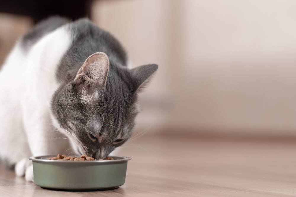 Gato cinza e branco come comida seca em uma tigela