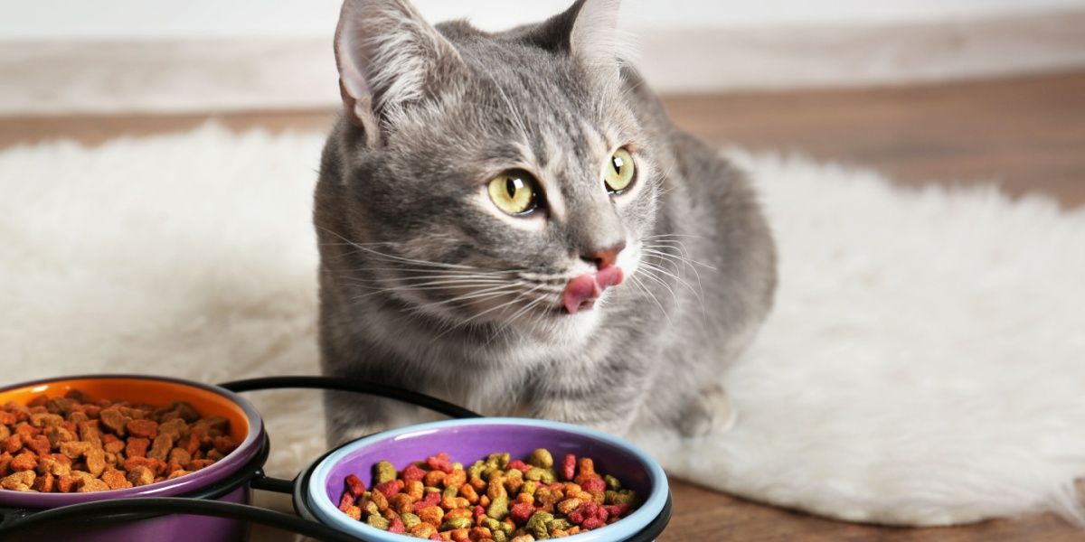 Gato malhado cinza em primeiro plano lambendo costeletas atrás de duas tigelas de comida seca colorida.