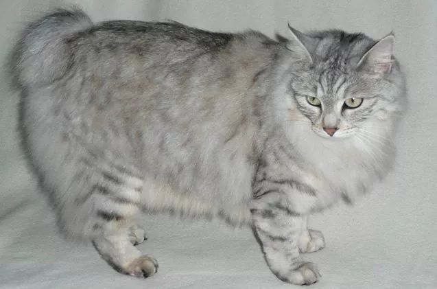 Bobtail da Carélia