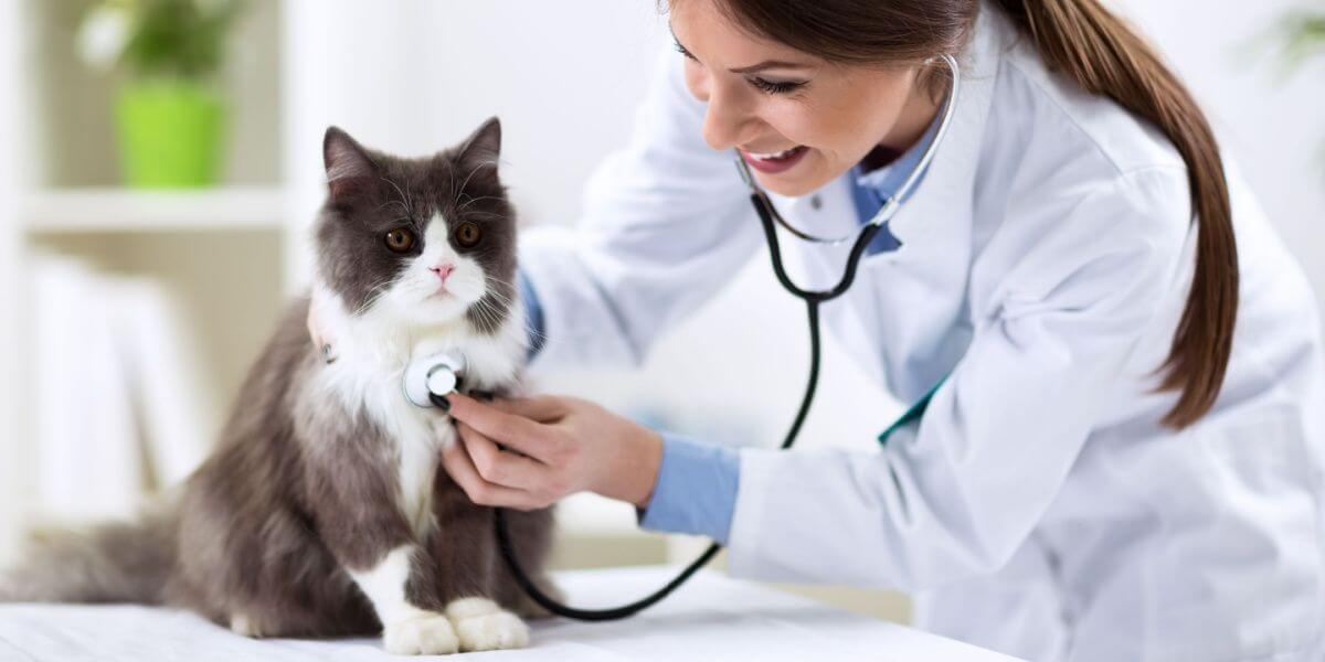 Gato persa com médico veterinário na clínica veterinária