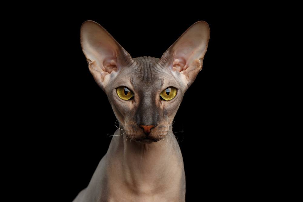 Retrato de gato nu Peterbald olhando para a câmera com olhos amarelos mágicos em fundo preto isolado