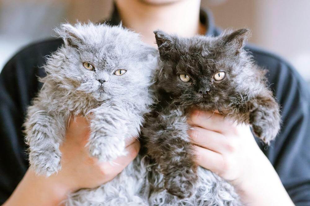 Pessoa segurando dois gatinhos Selkirk Rex – um cinza claro e outro cinza escuro.