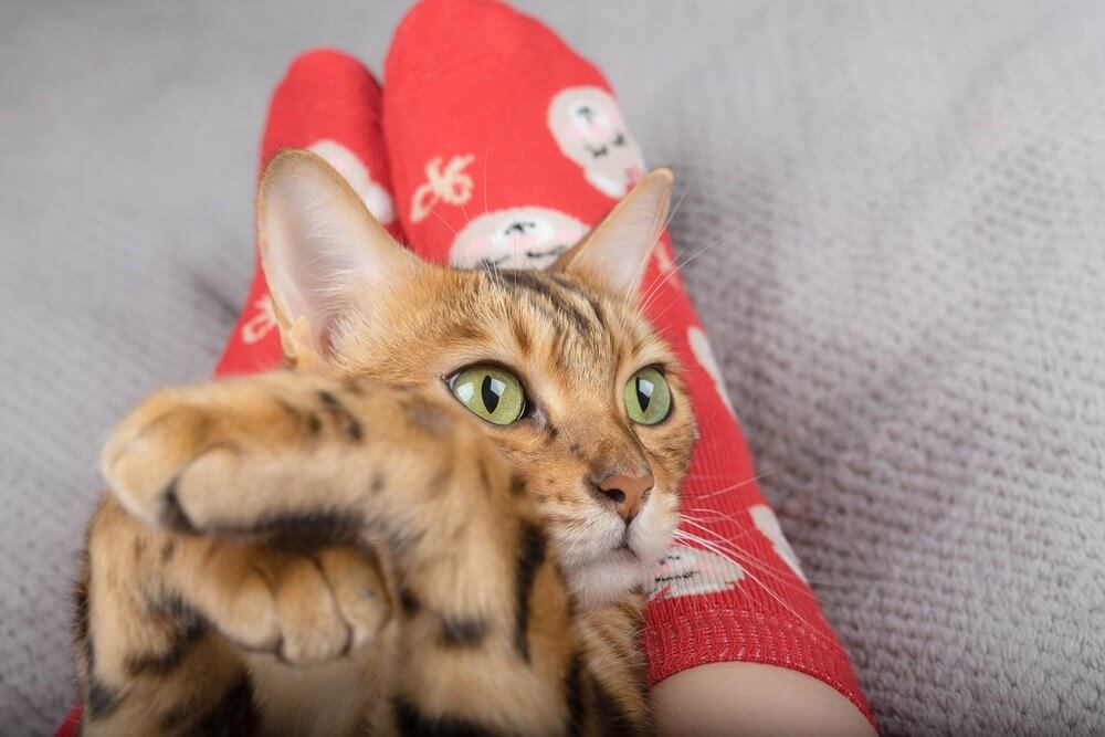 O gato doméstico deita-se nas pernas do dono e olha para o lado com as patas cruzadas.