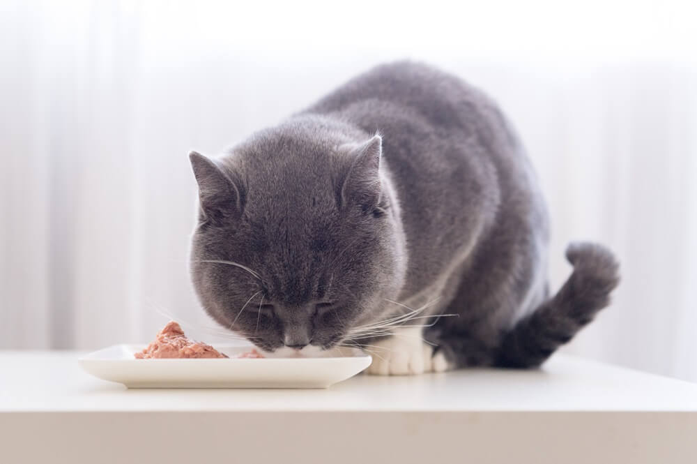 Gato cinza de pêlo curto come comida molhada de um prato.