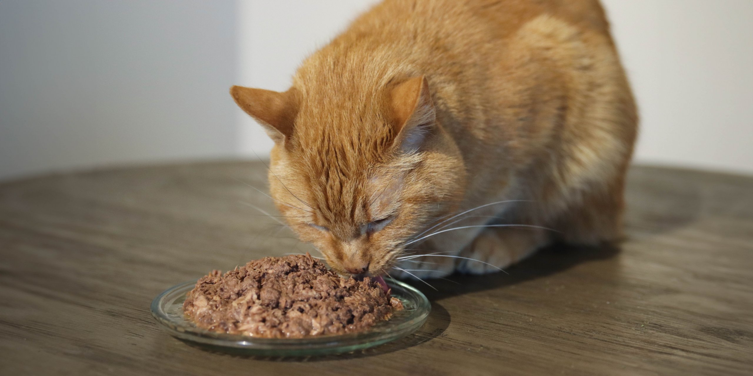 Gato laranja comendo ração para gatos em um prato sobre uma mesa de madeira.