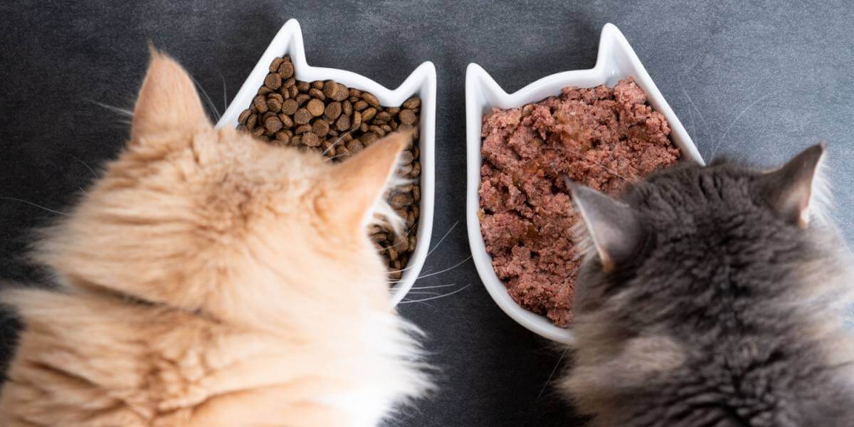 Vista superior de dois gatos comendo em tigelas de cerâmica, uma comida úmida e outra seca