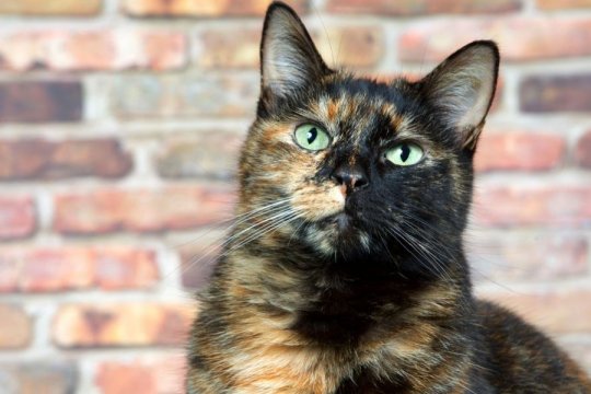 5 Curiosidades Sobre Gatos Malhados (torbie) Que Você Provavelmente Não Sabia