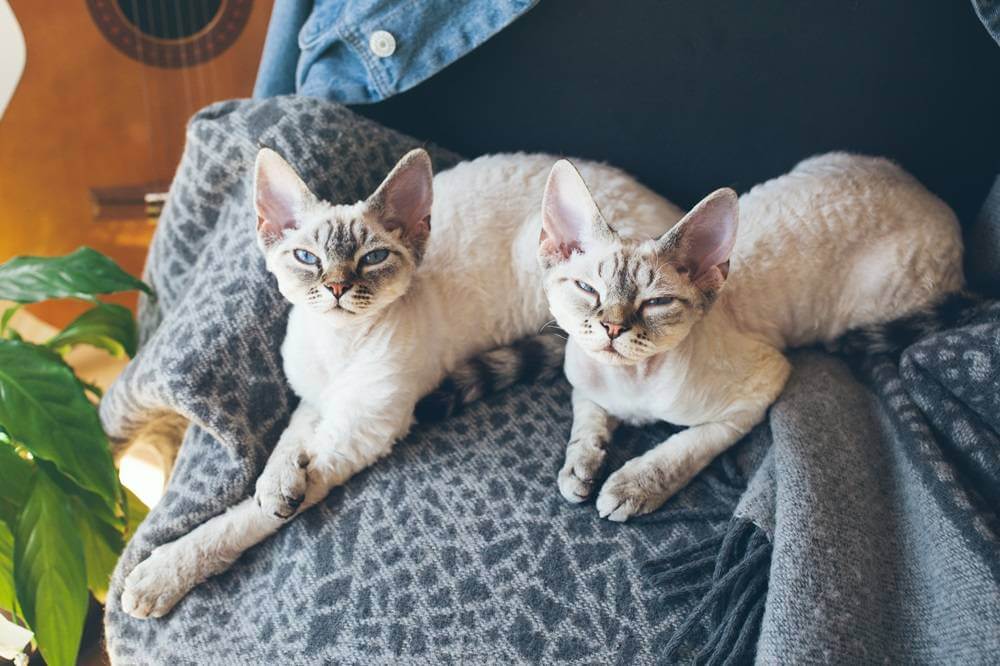 Dois gatos Devon Rex sonolentos deitados num cobertor.