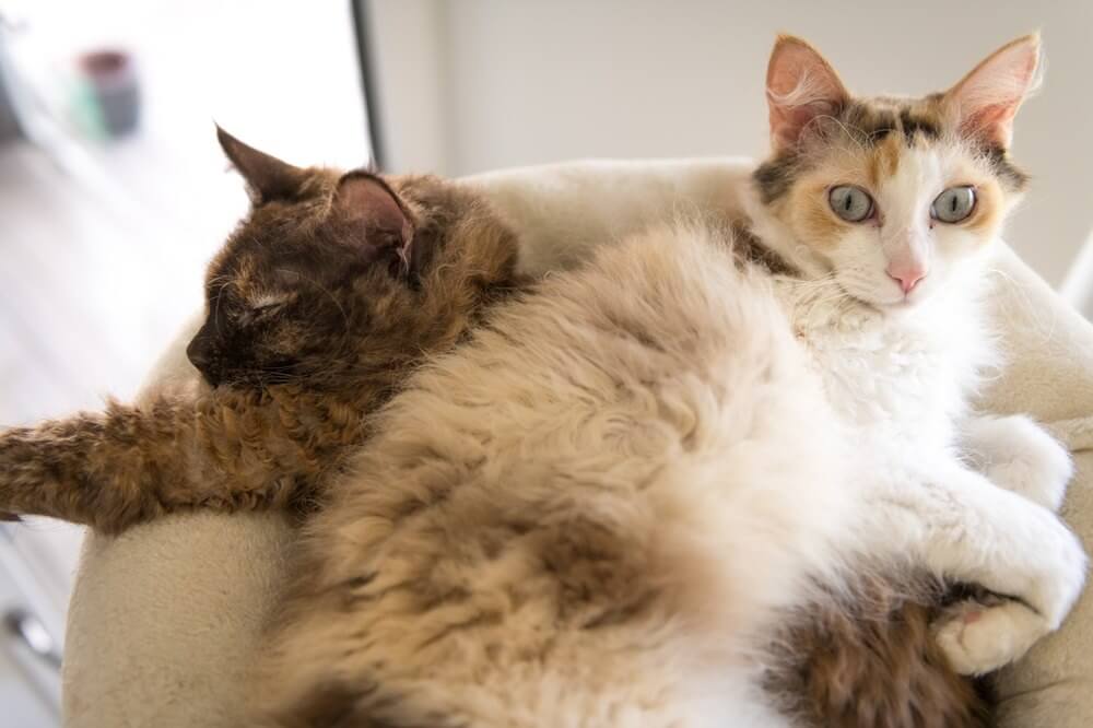 Dois gatos fofinhos LaPerm deitados juntos.