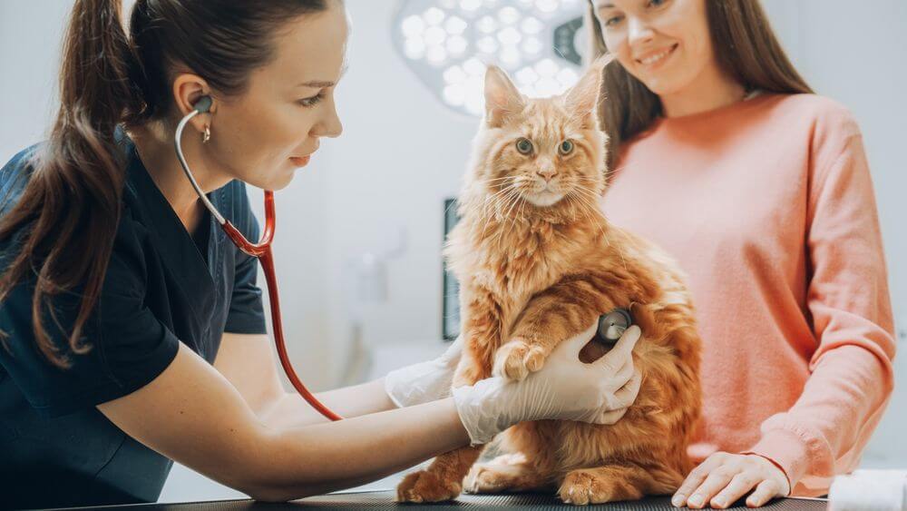 Uma veterinária está segurando um estetoscópio no peito de um gato em uma mesa de exame enquanto o dono do gato observa por trás do gato.