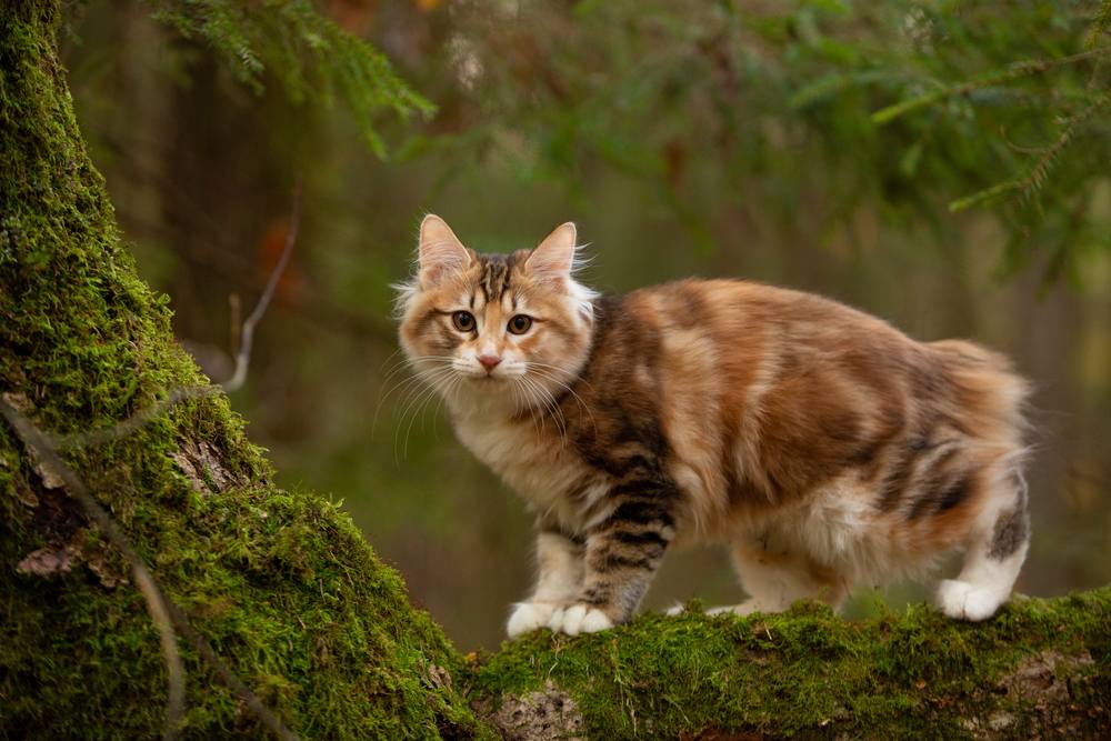 gato bobtail kurilian ao ar livre na floresta