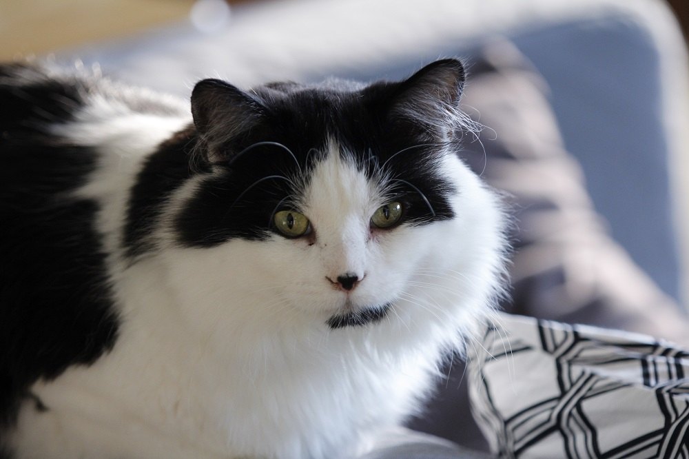 Um gato Ragamuffin preto e branco deitado no sofá em casa.