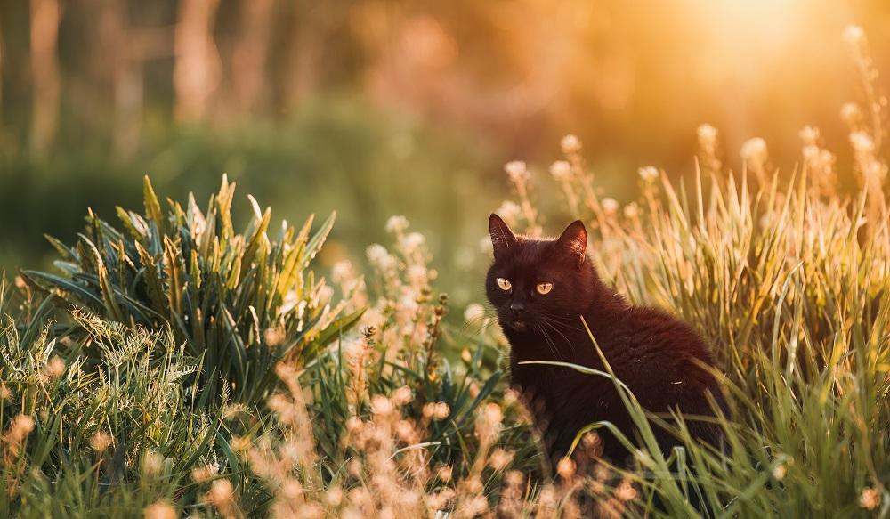 Um gato preto senta-se na grama alta.