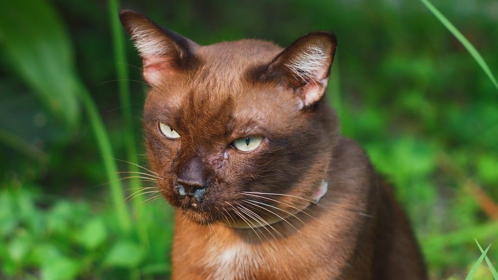 Um gato marrom, em primeiro plano, com secreção branca no nariz e nos olhos, fundo externo.