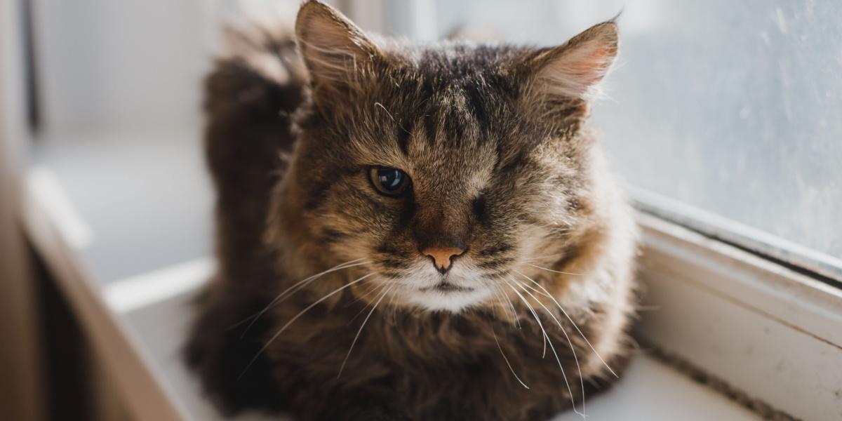 Um gato cinza de um olho só está no parapeito da janela.Doença. Tumor maligno do olho esquerdo. Intervenção cirúrgica. Remoção do globo ocular.