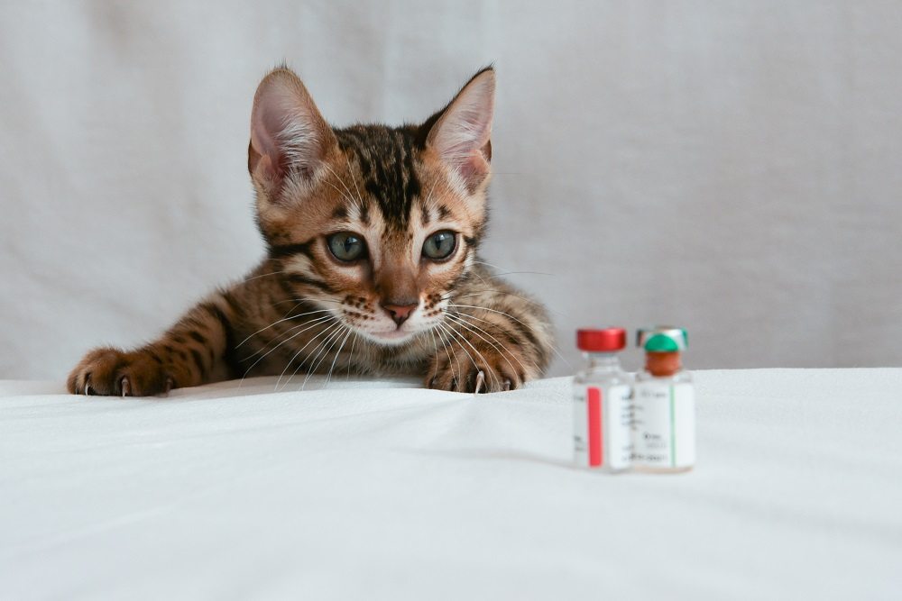 Gatinho olhando para dois frascos de vacina, em primeiro plano.