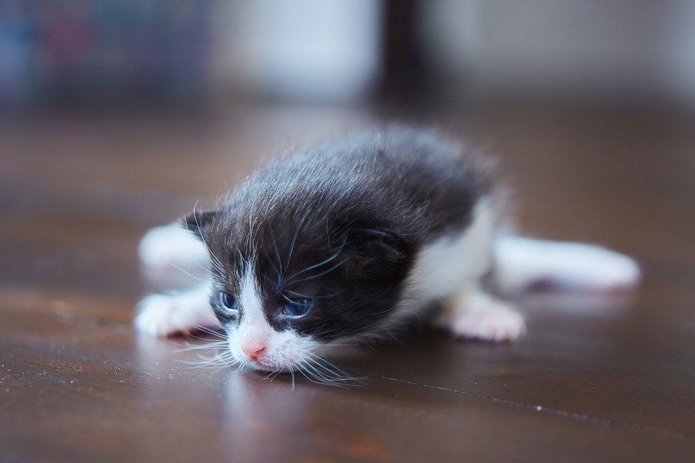 Gatinho cinza e branco de duas semanas com olhos azuis