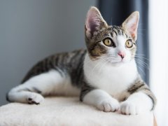 A tabby kitten lies on a cat tree.